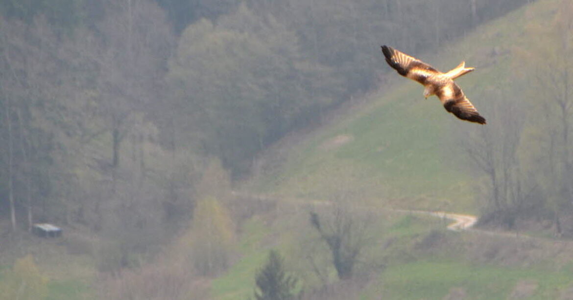 Protéger les oiseaux : initiatives et réussites en France