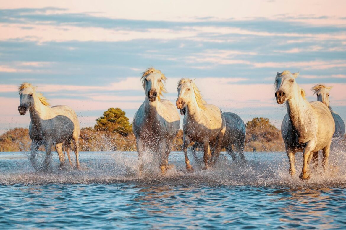 Rêver de cheval : significations et interprétations