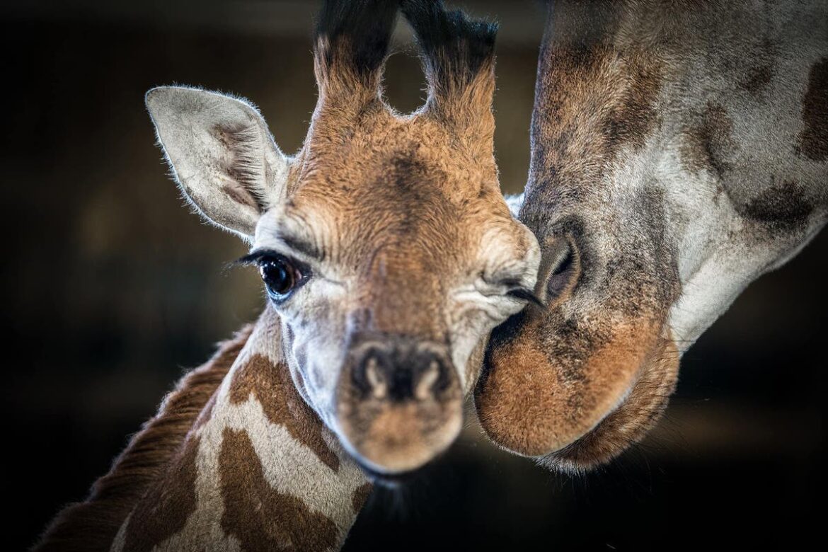 Triste nouvelle : décès d'un girafon au zoo de Marwell