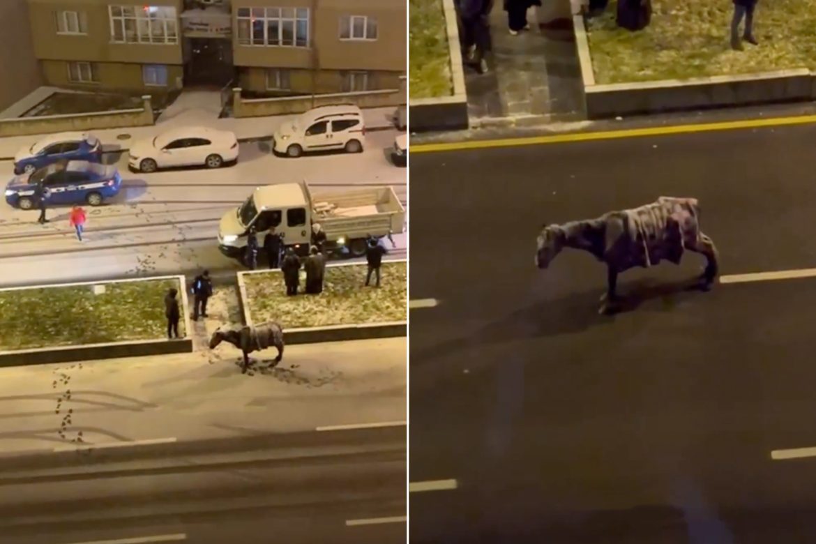 Un cheval gelé secouru à Erzurum, Turquie, après une tempête de neige