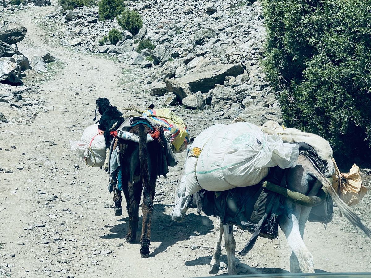 Esel sind in den Bergen Pakistans ein beliebtes Transportmittel.