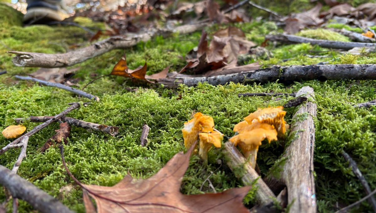 Cette année, les champignons comestibles se font rares dans les forêts basques.