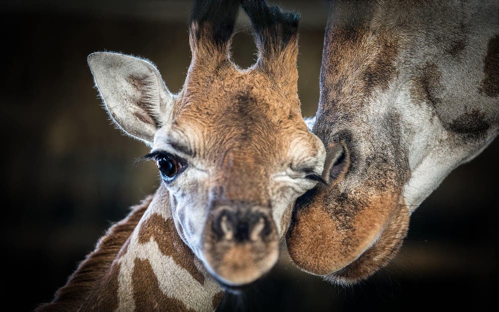 Girafon Mbonisi au zoo de Marwell