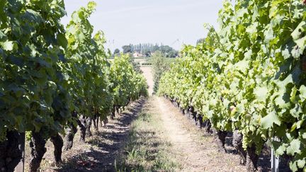 Ces vignes appartiennent à une productrice de vin blanc sucré, située à Lys-Haut-Layon (Maine-et-Loire), le 10 août 2024. (JEAN FRANCOIS FORT / HANS LUCAS / AFP)