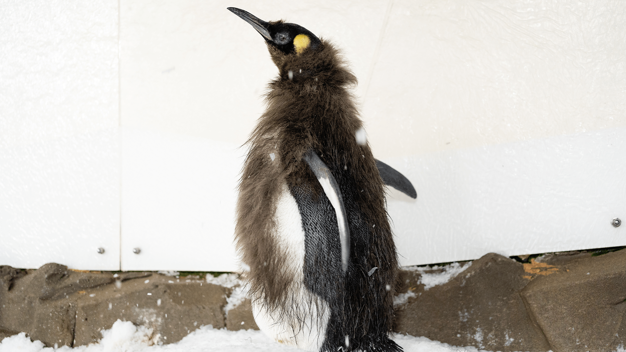 Un pingouin en mue avec un mélange de plumes