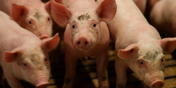 À l'échelle mondiale, le Danemark est l'un des principaux exportateurs de viande de porc.