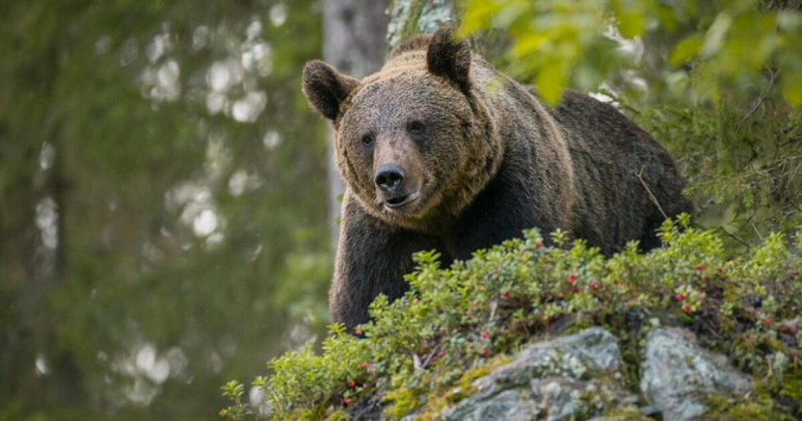 L'ours M91 abattu en Trentino : une décision controversée